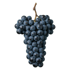 Aglianico druiventros
