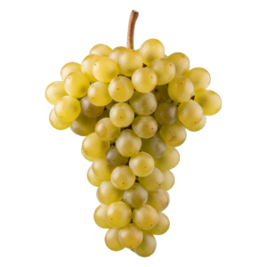 Assyrtiko druiventros