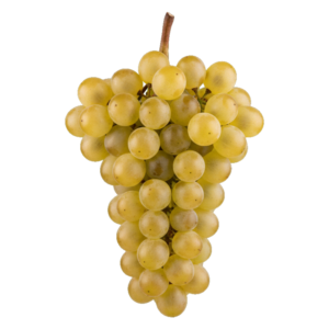 Auxerrois druiventros