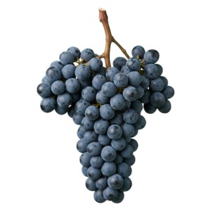 Barbera druiventros