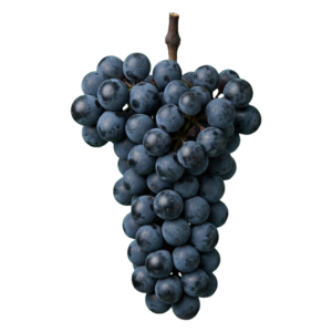 Blaufränkisch druiventros