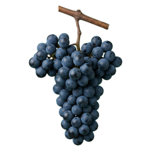 Cabernet cortis druiventros