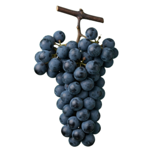 Cabernet franc druiventros