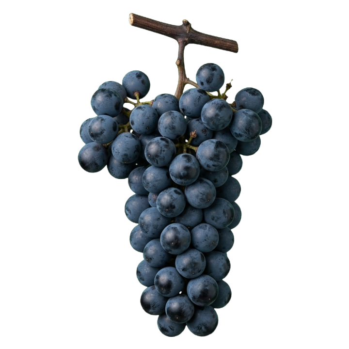 Cabernet franc druiventros