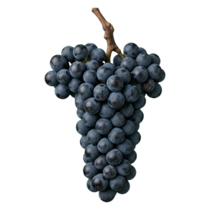 Cabernet sauvignon druiventros