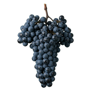 Carignan druiventros
