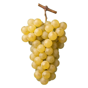 Chardonnay druiventros