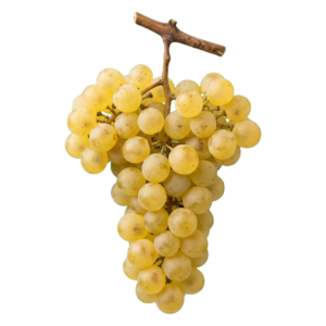 Chasselas druiventros