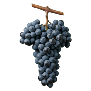 Cinsault druiventros
