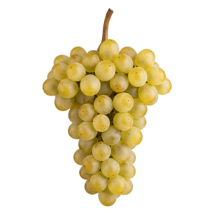 Cortese druiventros
