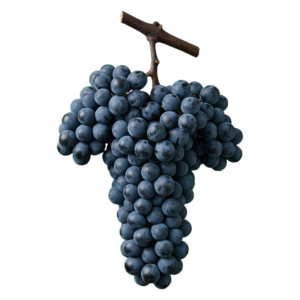 Corvina druiventros