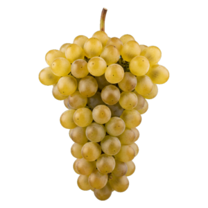 Fiano druiventros