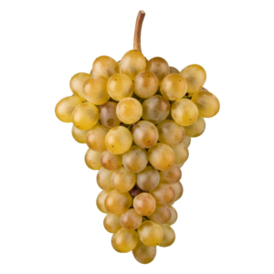 Furmint druiventros