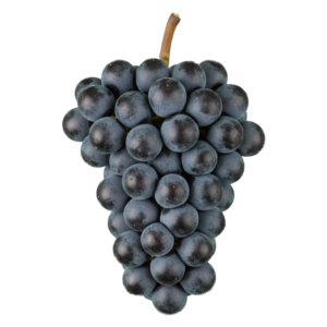 Gamay druiventros