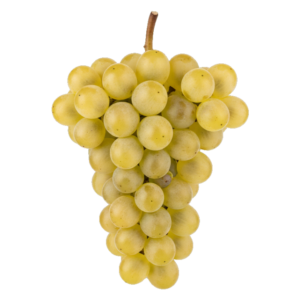 Garganega druiventros