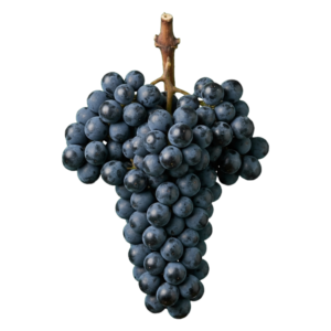 Grenache druiventros