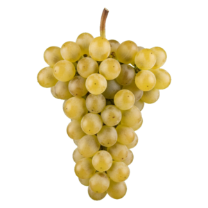 Grenache blanc druiventros