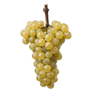 Grüner Veltliner druiventros