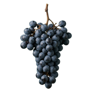 Lambrusco druiventros
