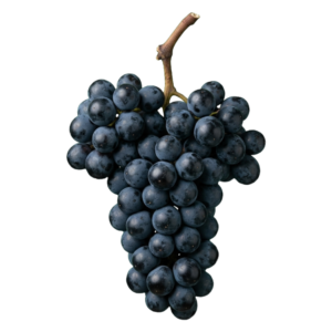 Malbec druiventros