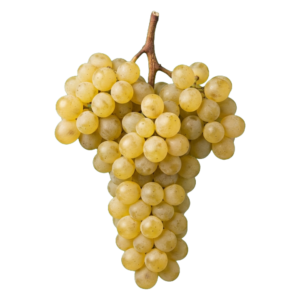 Malvasia druiventros