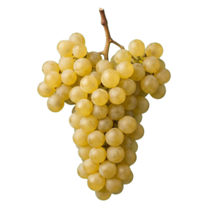 Marsanne druiventros