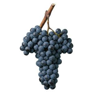 Mencía druiventros