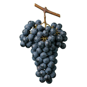 Merlot druiventros