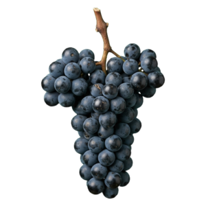 Mourvèdre druiventros
