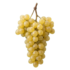 Müller-Thurgau druiventros