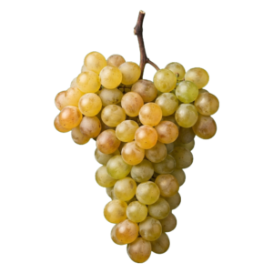 Muscat druiventros
