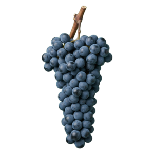 Nebbiolo druiventros
