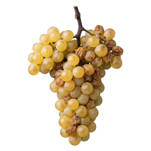 Pedro Ximénez druiventros