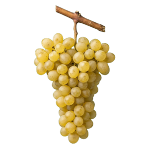 Petit manseng druiventros