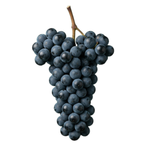 Petit verdot druiventros
