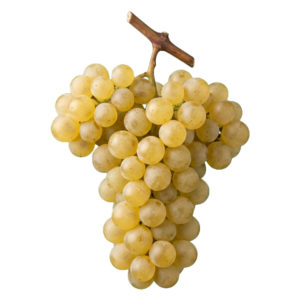 Picpoul druiventros