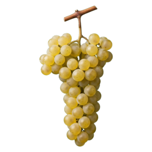 Pinot blanc druiventros