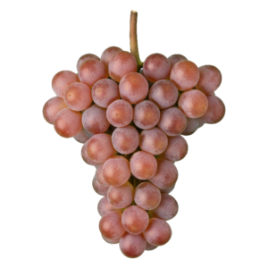 Pinot grigio druiventros