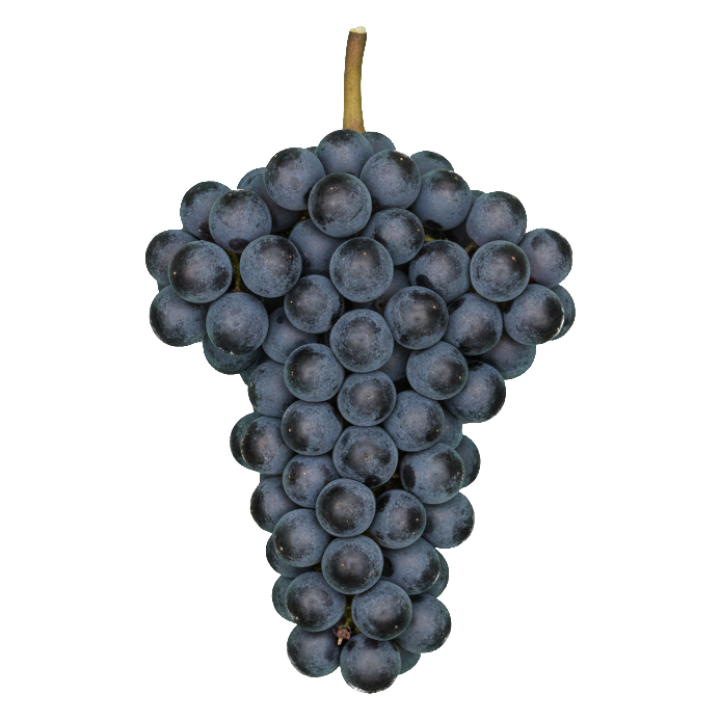 Pinot meunier druiventros