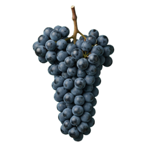 Pinot noir druiventros
