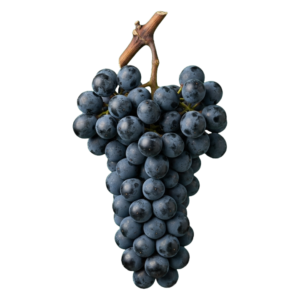 Pinotage druiventros