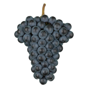 Primitivo druiventros