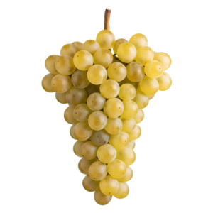Ribolla gialla druiventros