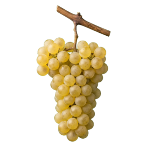 Riesling druiventros