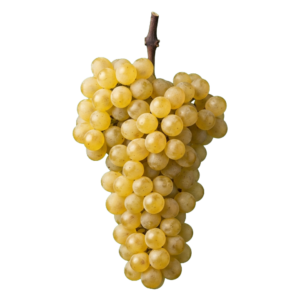 Roussanne druiventros