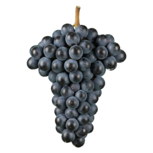 Sangiovese druiventros