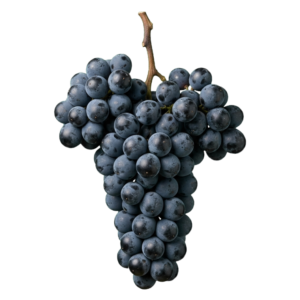 Saperavi druiventros
