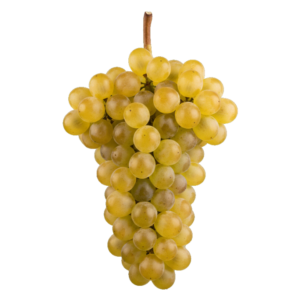 Sauvignon blanc druiventros