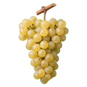 Sémillon druiventros