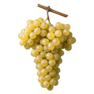 Silvaner druiventros